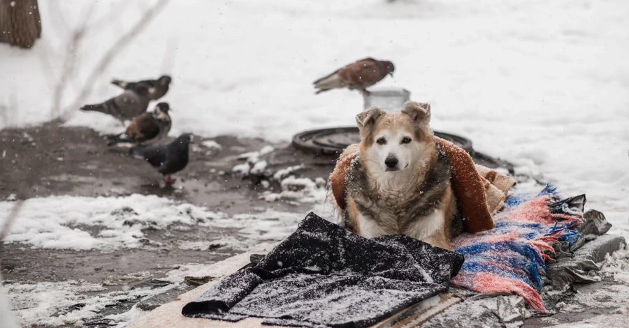 Рахунок на години: як врятувати безпритульних котів, собак та птахів від загибелі в морози