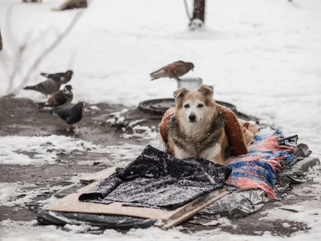 Счет на часы: как спасти бездомных кошек, собак и птиц от гибели в морозы
