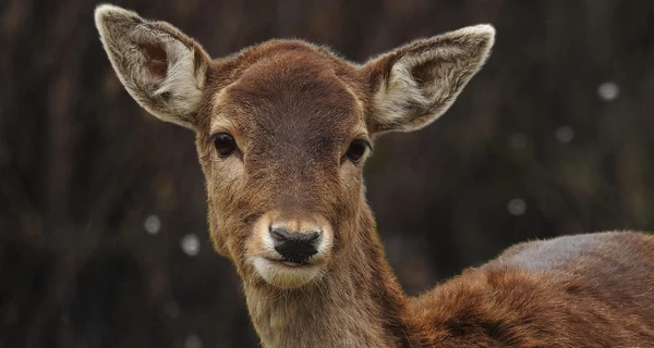Маленький олень атаковал носорога - видео из Вроцлавского зоопарка стало хитом соцсетей 