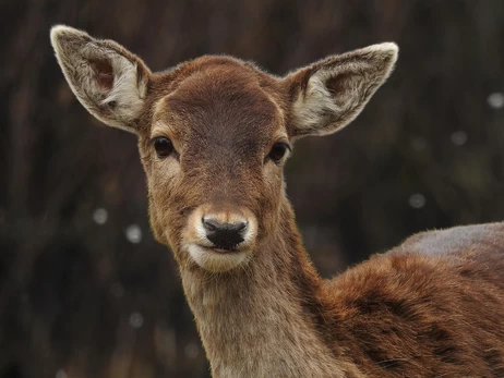 Маленький олень атаковал носорога - видео из Вроцлавского зоопарка стало хитом соцсетей 