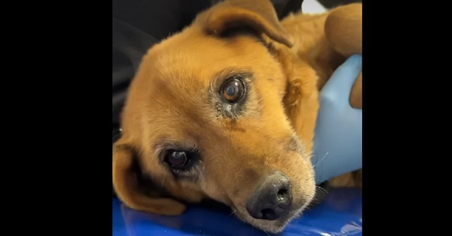 Львовские правоохранители ищут водителя авто, который дважды переехал собаку и даже не остановился