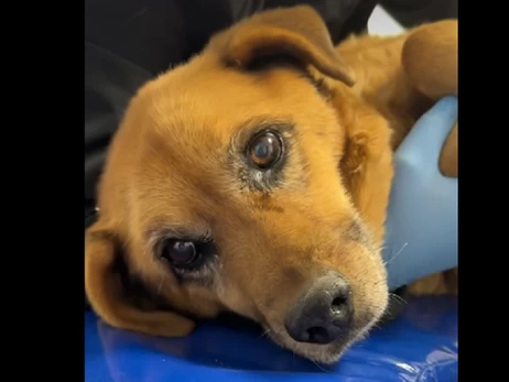 Львівські правоохоронці шукають водія авто, який двічі переїхав собаку і навіть не зупинився