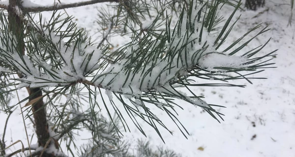 Ночью синоптики прогнозируют до 18 градусов мороза - прогноз погоды на 11 января