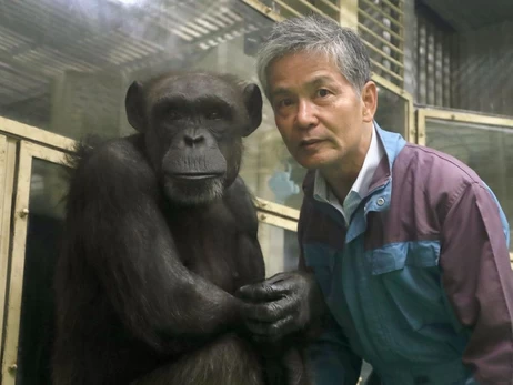 Померла 49-річна самка шимпанзе Ай, яка вміла малювати та рахувати