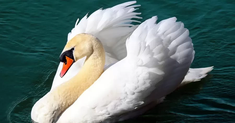 На Одещині у «Тузлівських лиманах» зібралося майже 2 тисячі лебедів