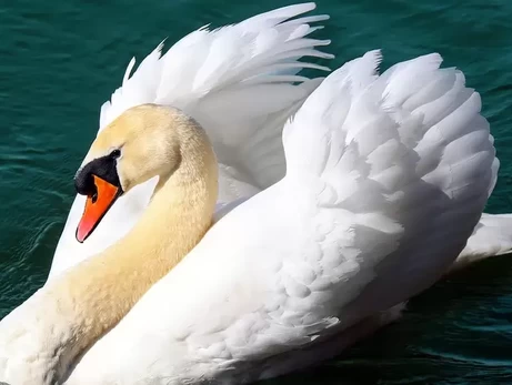 На Одещині у «Тузлівських лиманах» зібралося майже 2 тисячі лебедів