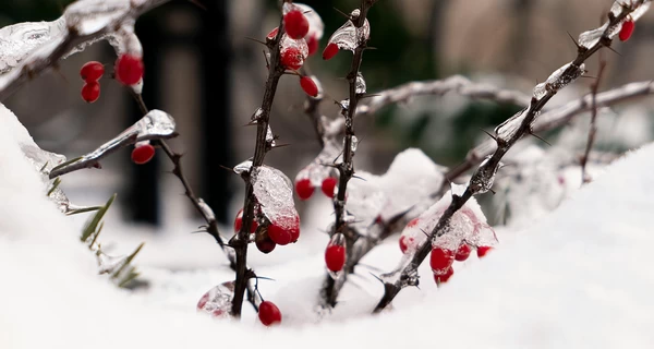 14 січня – яке сьогодні церковне свято, що не можна робити, все про цей день