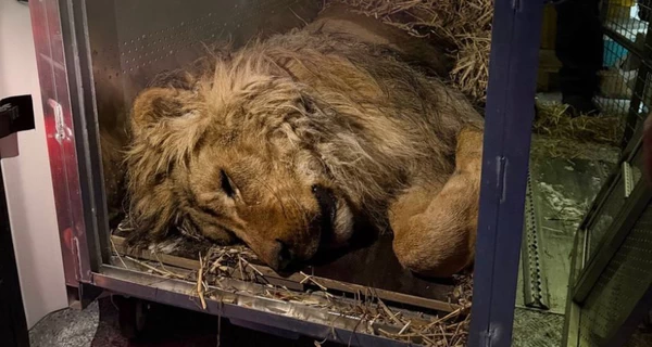 Зоозащитники спасли льва из Днепропетровской области, который чуть не замерз в вольере