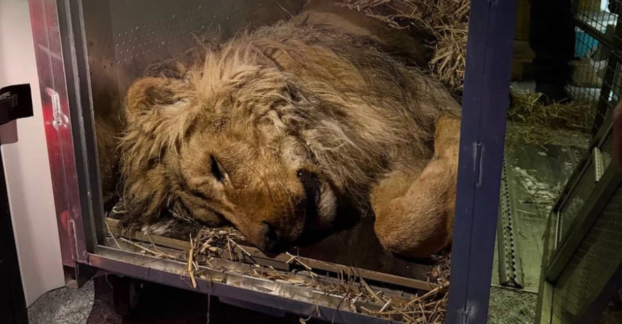 Зоозахисники врятували лева з Дніпропетровщини, який ледь не замерз у вольєрі