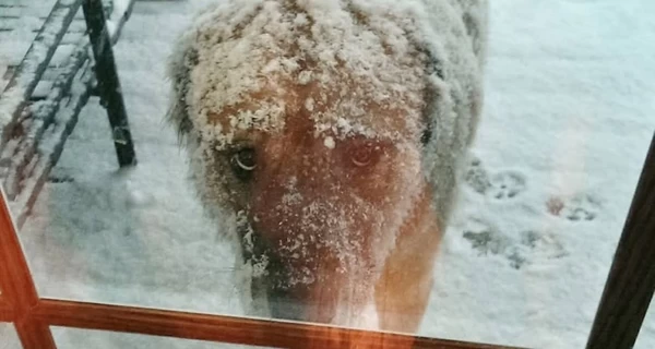 Рада поддержала в первом чтении закон, усиливающий защиту домашних животных  