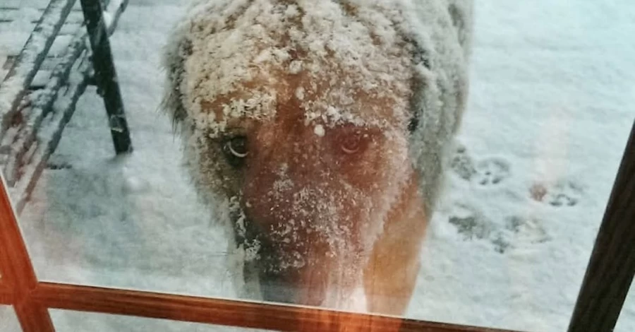 Рада поддержала в первом чтении закон, усиливающий защиту домашних животных  