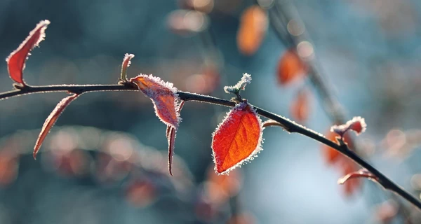 В Украине 16 января продолжатся сильные морозы, в некоторых областях - снег и гололедица