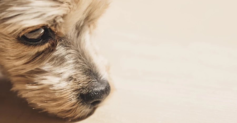 Сеть АТБ отреагировала на инцидент с бездомной собакой в ​​Днепре, которую выгнали на мороз