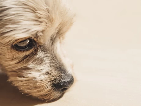 Мережа АТБ відреагувала на інцидент із бездомним собакою у Дніпрі, якого вигнали на мороз