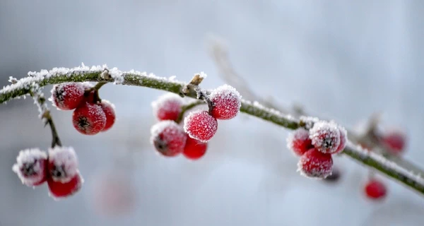 В Украине 18 января сохранится морозная погода, в некоторых областях до -20