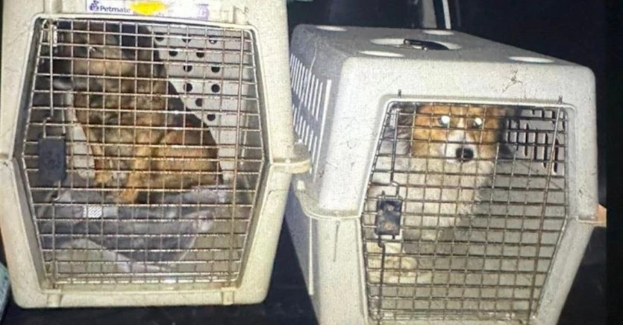 Во Львовской области мужчина насильно напоил собак водкой - полиция проводит расследование