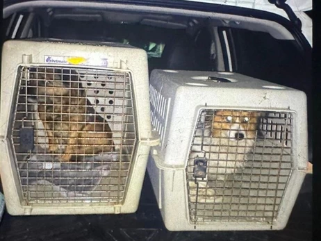 На Львівщині чоловік насильно напоїв собак горілкою - поліція проводить розслідування