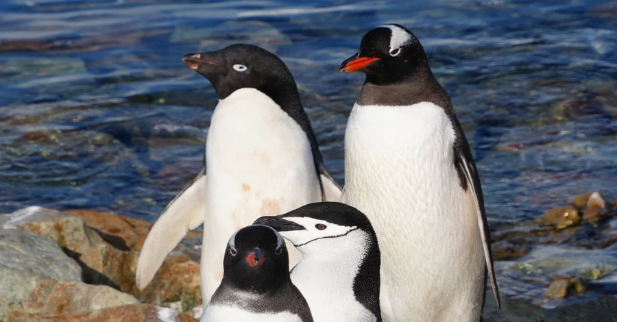 Полярники показали уникальные фото – три вида пингвинов вместе возле 
