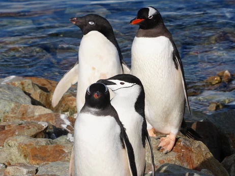 Полярники показали унікальні фото - три види пінгвінів разом біля 