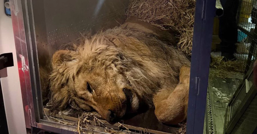 Голодував і замерзав просто неба: як живе лев Хан, врятований зоозахисниками