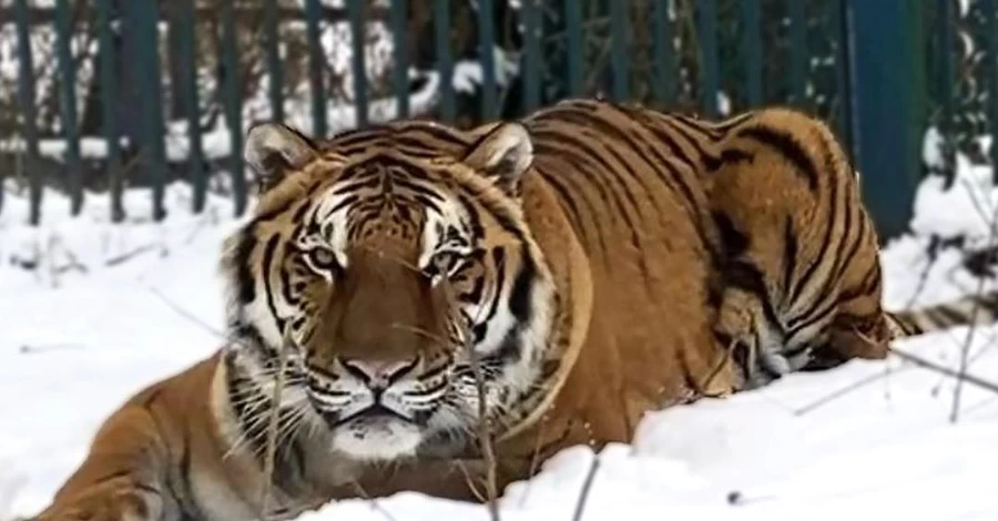 Центр порятунку диких тварин на Київщині просить про допомогу - тварини без тепла та води