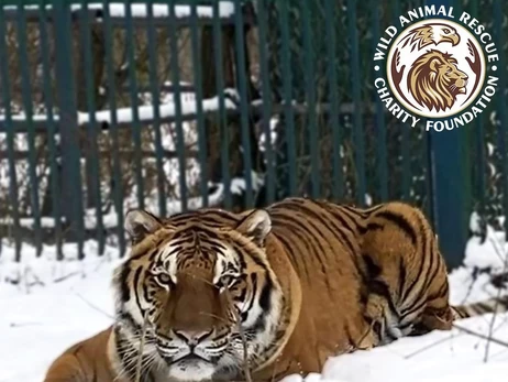 Центр порятунку диких тварин на Київщині просить про допомогу - тварини без тепла та води