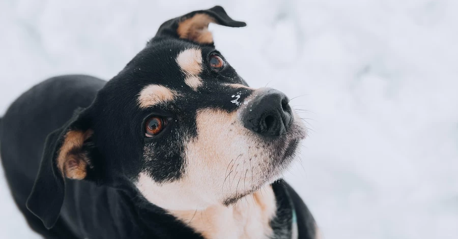 Бізнес зможе пускати тварин до закладів без ризику штрафів