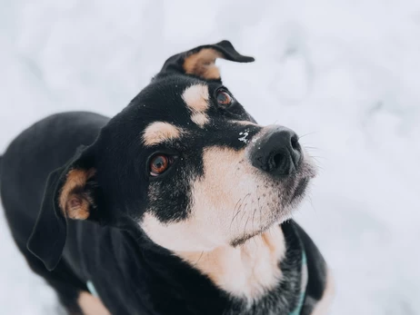 Бізнес зможе пускати тварин до закладів без ризику штрафів