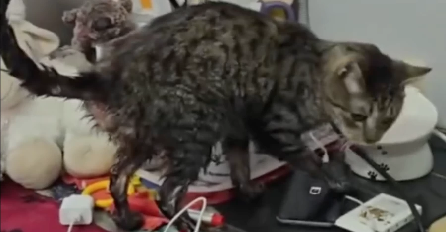 У притулку на Київщині рятують десятки котів, яких затопила вода