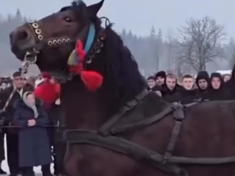 Полиция Прикарпатья открыла дело из-за жестокого обращения с лошадьми на фестивале