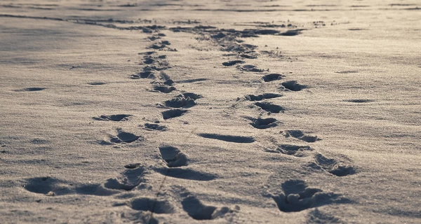 В Украине 26 января ожидаются дожди и мокрый снег, в некоторых областях - мороз до -13