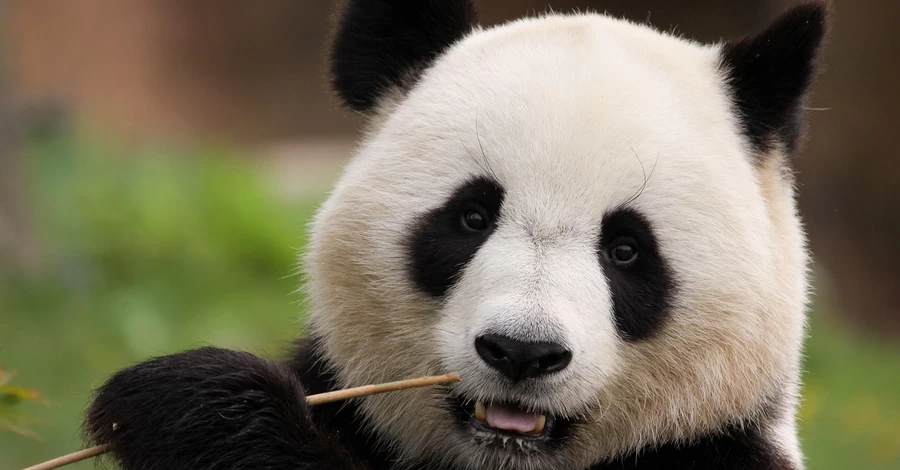 Китай возвращает из Японии последних панд из-за ухудшения дипломатических отношений