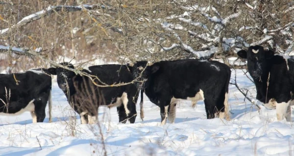 В Чернобыльской зоне зимует стадо одичавших коров, которые не боятся ни морозов, ни волков