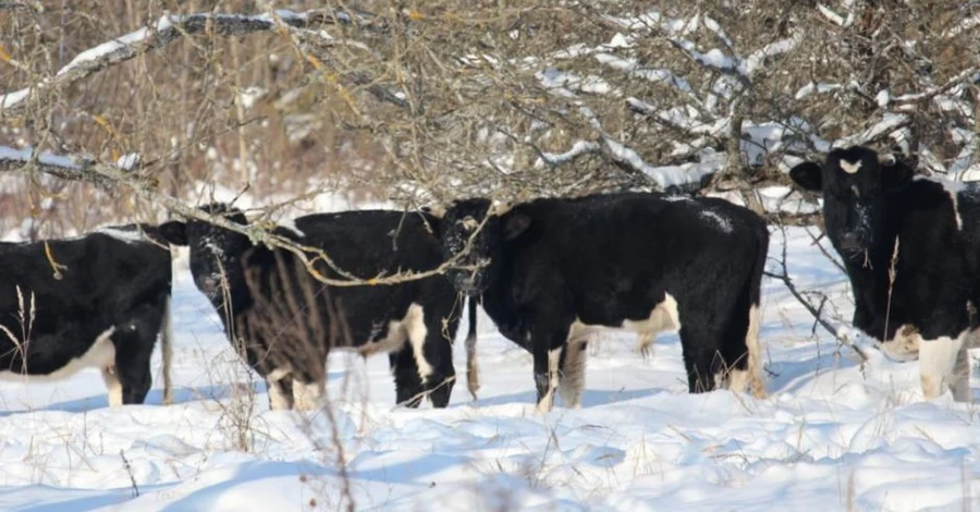 У Чорнобильській зоні зимує стадо здичавілих корів, які не бояться ні морозів, ні вовків