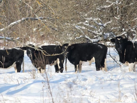 У Чорнобильській зоні зимує стадо здичавілих корів, які не бояться ні морозів, ні вовків