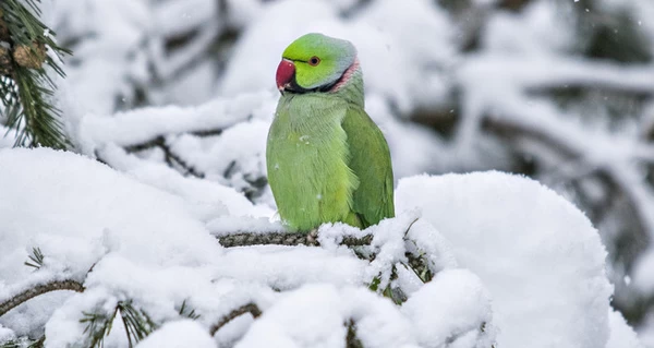 Чернівецькі папуги навчилися їсти сніг на морозі і відлітати не збираються