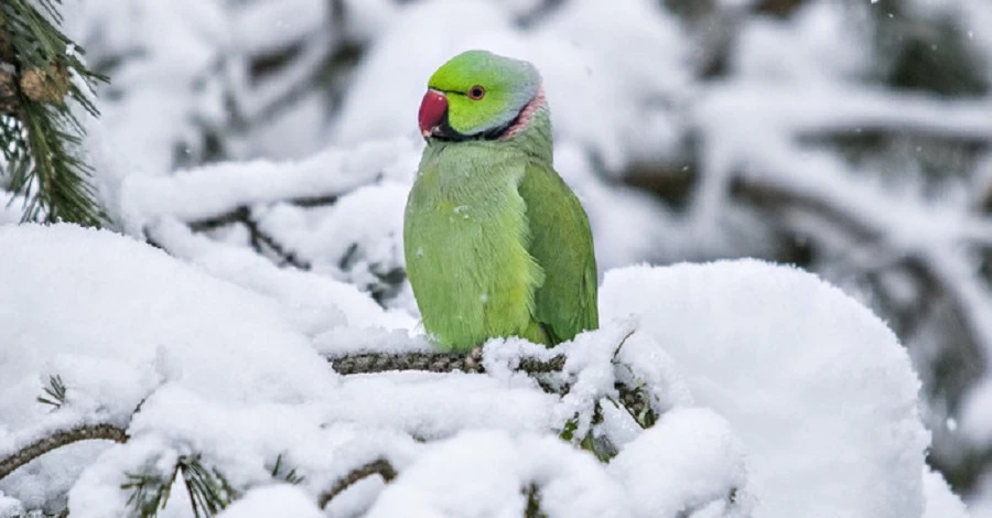 Чернівецькі папуги навчилися їсти сніг на морозі і відлітати не збираються
