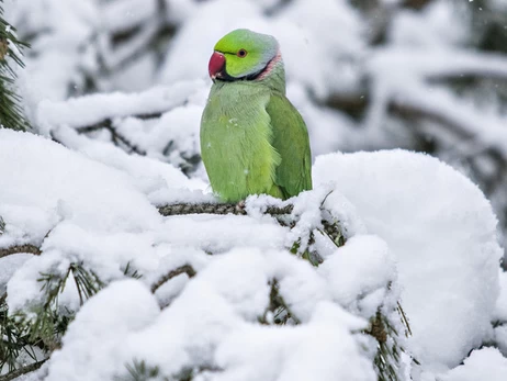Чернівецькі папуги навчилися їсти сніг на морозі і відлітати не збираються