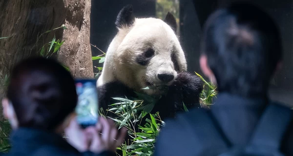 Жорстокість азіатської дипломатії: як Китай у Японії панд забирав