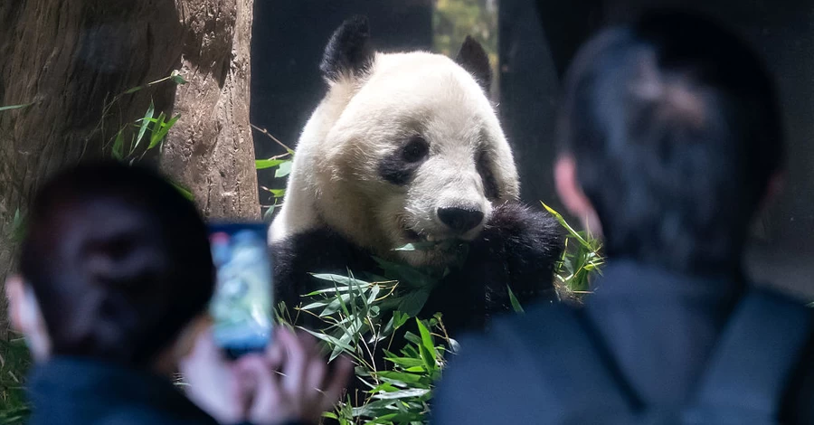 Жорстокість азіатської дипломатії: як Китай у Японії панд забирав