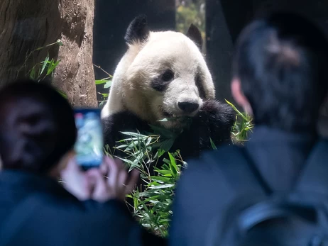 Жорстокість азіатської дипломатії: як Китай у Японії панд забирав