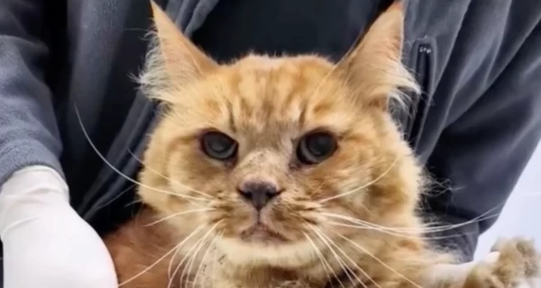 В Киеве спасли кота Симбу, который застрял в вентиляции девятиэтажного дома