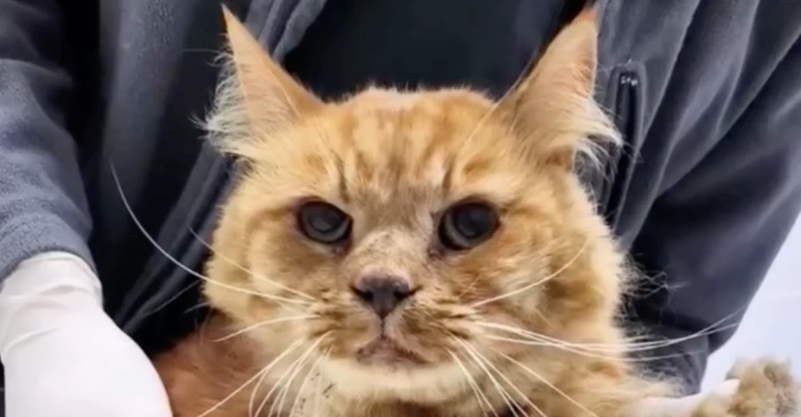 В Киеве спасли кота Симбу, который застрял в вентиляции девятиэтажного дома