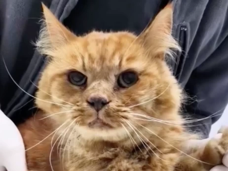 У Києві врятували кота Сімбу, який застряг у вентиляції дев’ятиповерхівки