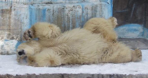 Як виживають у мороз зоопарки: комфортно лише білим ведмедям