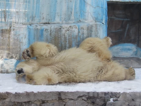 Як виживають у мороз зоопарки: комфортно лише білим ведмедям