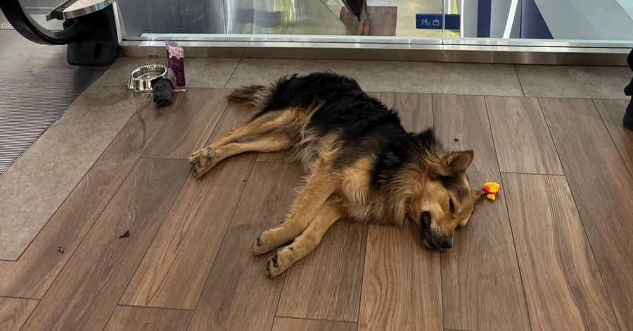 Київському псу-мандрівнику загрожує повернення на вулицю