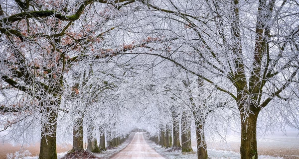 31 января – какой сегодня праздник, что сегодня нельзя делать, традиции и приметы этого дня