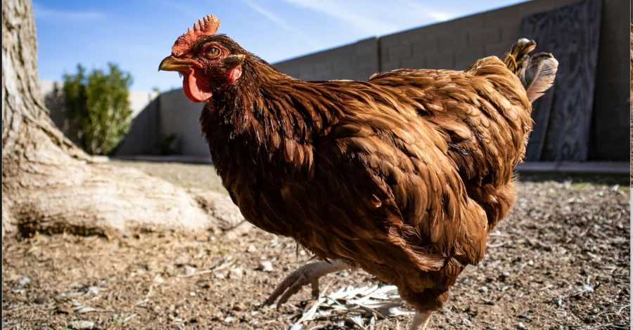 Курица в аренду и подписка на яйца: как киевлянин создал стартап с лакшери-жильем для несушек