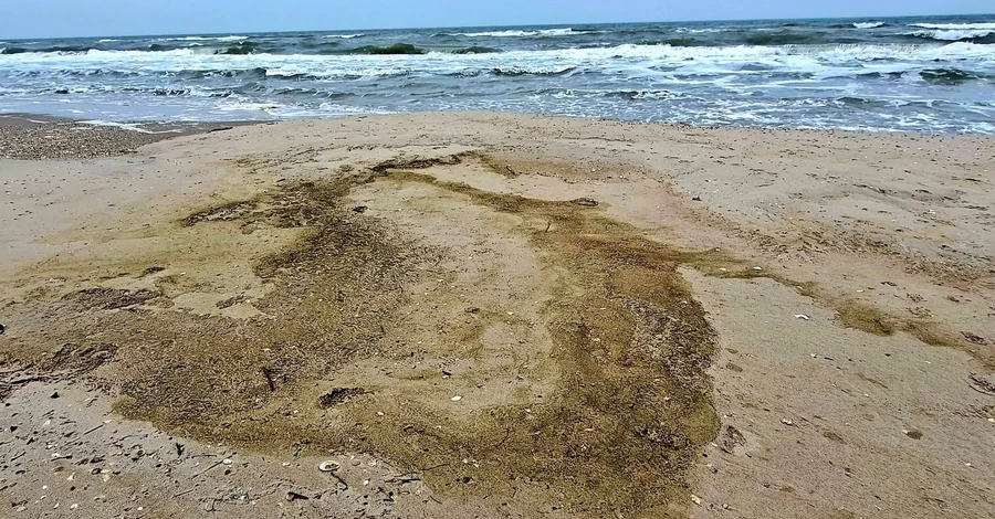 В Одесском заливе из-за разлива масла погибли более 1000 птиц